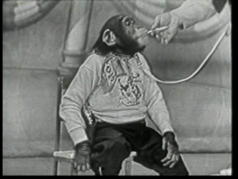 Black and white still from an episode of Super Circus showing chimpanzee Tony the Bonzo Kid.